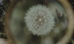 a dandelion under a magnifying glass 