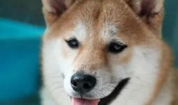 Reich geworden mit Dogecoin: MD bei Goldman Sachs in London nimmt seinen Hut