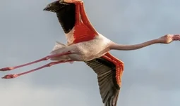 flying flamingo