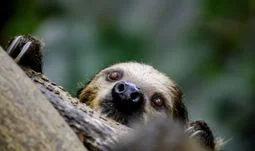 a sloth