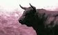a pink bull